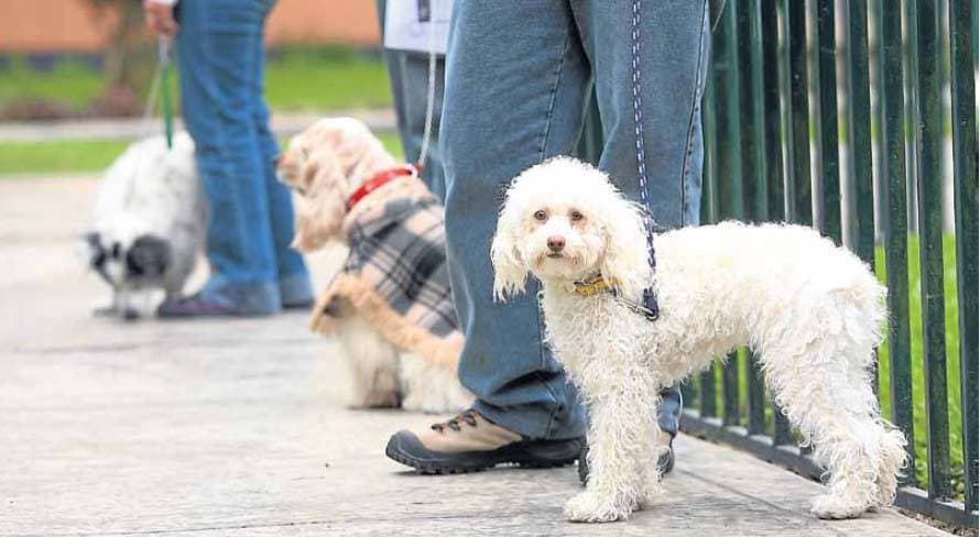 TC avala que tenencia de mascotas en edificios se prohíba