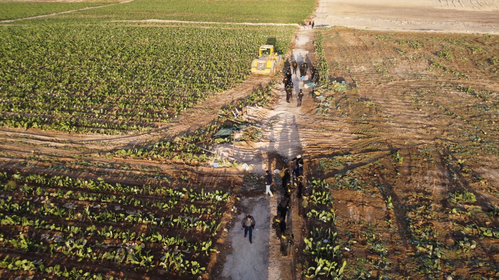 Recuperan terrenos ocupados con plantaciones ilegales de cochinilla